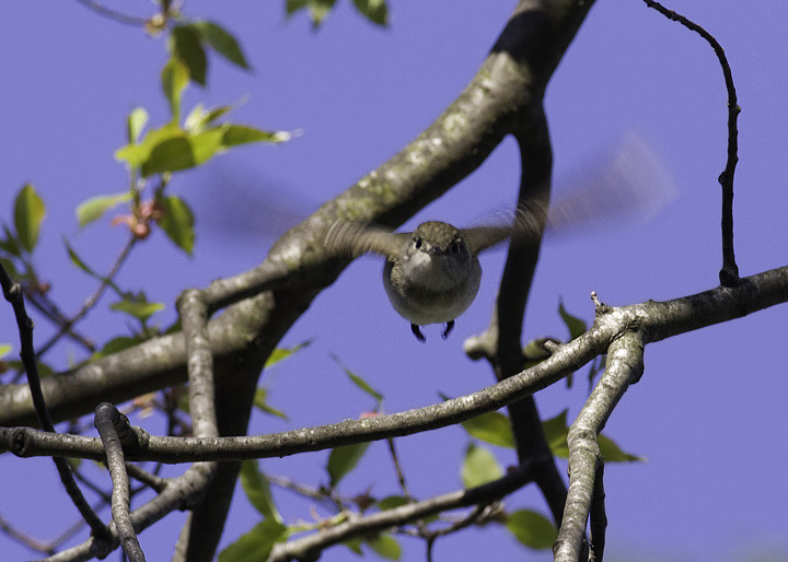 One of three Least Flycatchers already on territory at Piney Reservoir, Garrett Co., Maryland (4/30/2011). Photo by Bill Hubick.