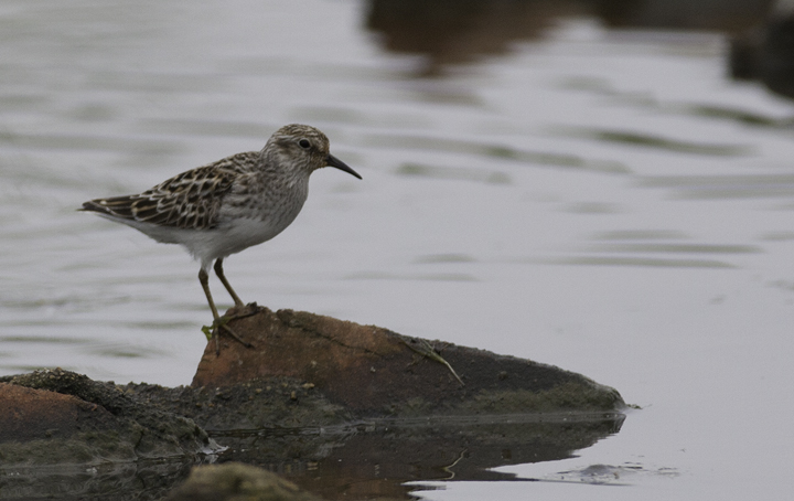 A Least Sandpiper in Prince George's Co., Maryland (5/16/2009). Photo by Bill Hubick.
