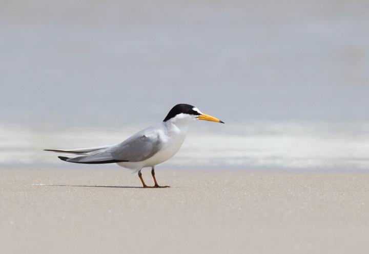 A Least Tern rests on the beach on Assateague Island, Maryland (5/14/2010). Photo by Bill Hubick.