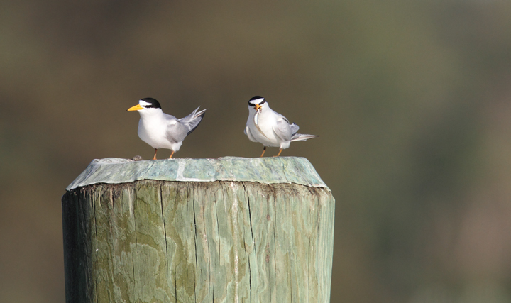 Least Terns return to the Choptank River in Caroline Co., Maryland (4/17/2010). Photo by Bill Hubick.