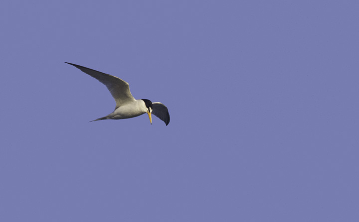 A Least Tern at Cape Hatteras, North Carolina (5/28/2011). Photo by Bill Hubick.