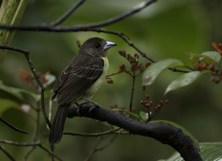 A female Lemon-rumped Tanager near El Valle, Panama (7/13/2010). Photo by Bill Hubick.