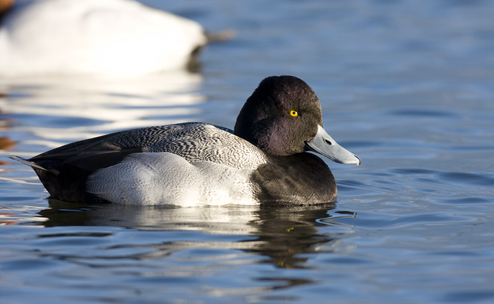 A drake Lesser Scaup along the Cambridge waterfront, Maryland (2/10/2008). Note his head shape, thin nail (tip of bill), and the 
        traditionally cited purple gloss on the head. However, note that gloss color (green=Greater, purple=Lesser) is not considered a reliable field mark on its own. Photo by Bill Hubick.