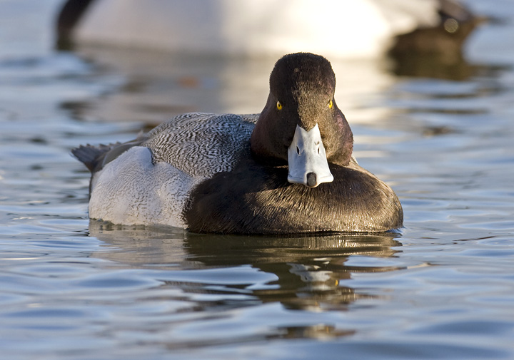 A drake Lesser Scaup along the Cambridge waterfront, Maryland (2/10/2008). Note his head shape, thin nail (tip of bill), and the 
        traditionally cited purple gloss on the head. However, note that gloss color (green=Greater, purple=Lesser) is not considered a reliable field mark on its own. Photo by Bill Hubick.
