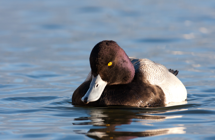 A drake Lesser Scaup along the Cambridge waterfront, Maryland (2/10/2008). Note his head shape, thin nail (tip of bill), and the 
        traditionally cited purple gloss on the head. However, note that gloss color (green=Greater, purple=Lesser) is not considered a reliable field mark on its own. Photo by Bill Hubick.