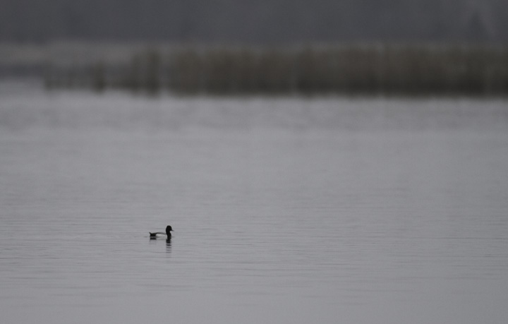 A drake Lesser Scaup slowly floats past Choptank, Caroline Co., Maryland (4/10/2011). Photo by Bill Hubick.