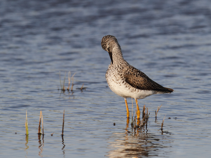 A Lesser Yellowlegs in Dorchester Co., Maryland (5/8/2010). Photo by Bill Hubick.