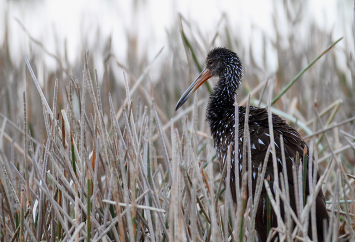 Limpkins at dusk at Viera Wetlands, Florida, caught via high-speed exposure in near darkness (2/26/2010). Photo by Bill Hubick.