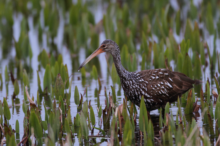 Limpkins at dusk at Viera Wetlands, Florida, caught via high-speed exposure in near darkness (2/26/2010). Photo by Bill Hubick.