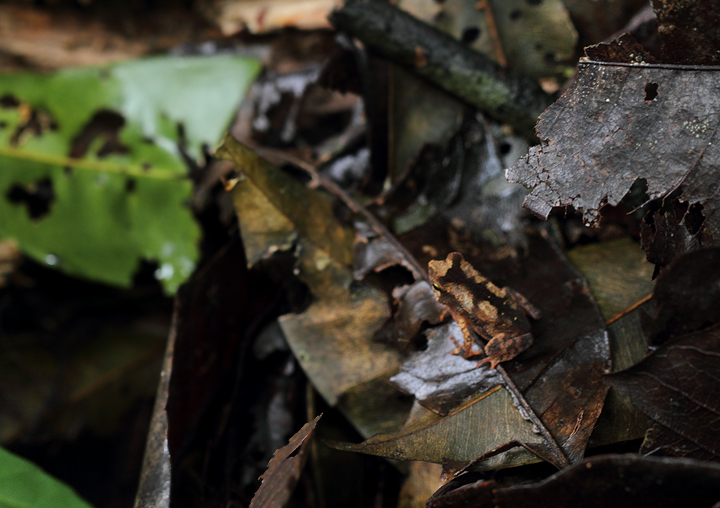 A Litter Toad (<em>Bufo typhonius</em>) in the Nusagandi area of Panama (August 2010). Photo by Bill Hubick.