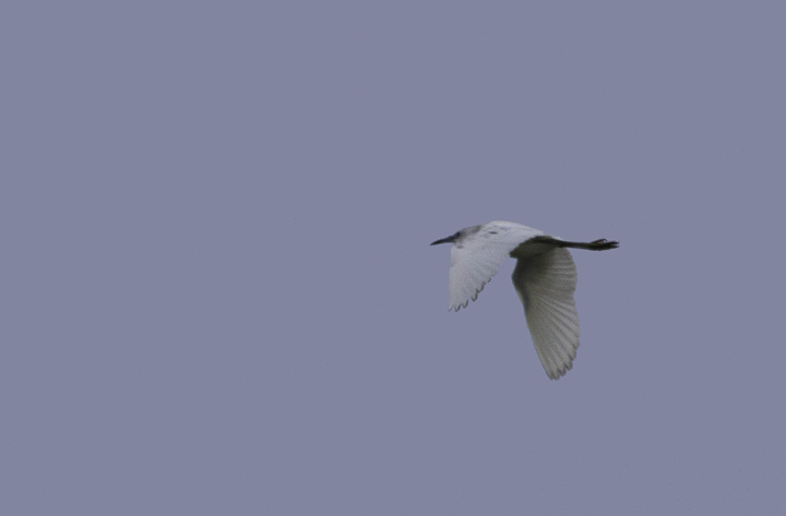 The dark tips on the primaries are helpful in identifying this flyby heron as an immature Little Blue Heron. Photographed at Swan Creek, Anne Arundel Co., Maryland  - perhaps the most reliable location on the western shore for this species (5/7/2011). Photo by Bill Hubick.