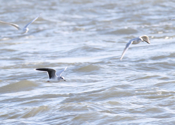 An adult Little Gull with Bonaparte's Gulls at the Ocean City Inlet, Maryland (12/5/2010). In addition to the diagnostic black underwings, note the structural differences, including daintier impression, smaller bill, and very rounded wings. The latter feature provides a different overall flight impression even at a distance. Photo by Bill Hubick.