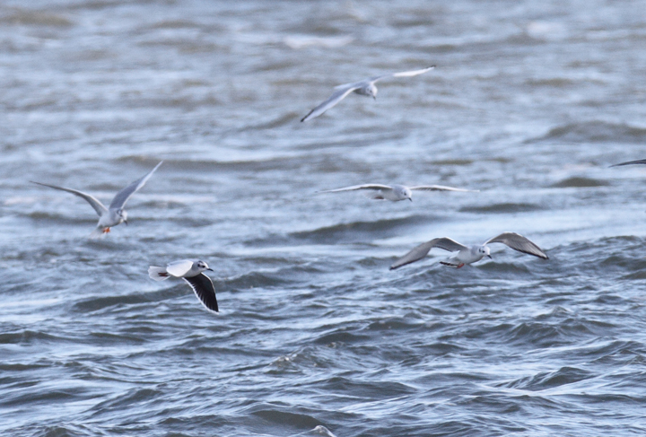 An adult Little Gull with Bonaparte's Gulls at the Ocean City Inlet, Maryland (12/5/2010). In addition to the diagnostic black underwings, note the structural differences, including daintier impression, smaller bill, and very rounded wings. The latter feature provides a different overall flight impression even at a distance. Photo by Bill Hubick.