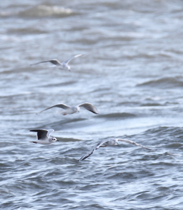 An adult Little Gull with Bonaparte's Gulls at the Ocean City Inlet, Maryland (12/5/2010). In addition to the diagnostic black underwings, note the structural differences, including daintier impression, smaller bill, and very rounded wings. The latter feature provides a different overall flight impression even at a distance. Photo by Bill Hubick.