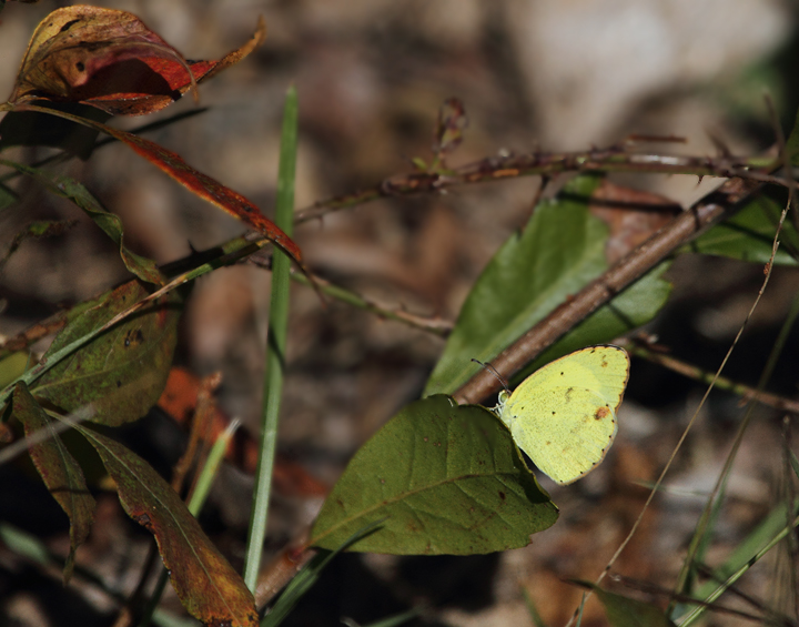 A Little Yellow on Assateague Island, Worcester Co., Maryland (10/10/10). Photo by Bill Hubick.