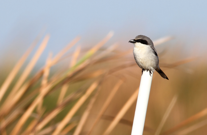 A Loggerhead Shrike hunts along a roadside in the Everglades. My friend Adam Kent watched one impale a Blue-headed Vireo before our trip south. Photo by Bill Hubick.