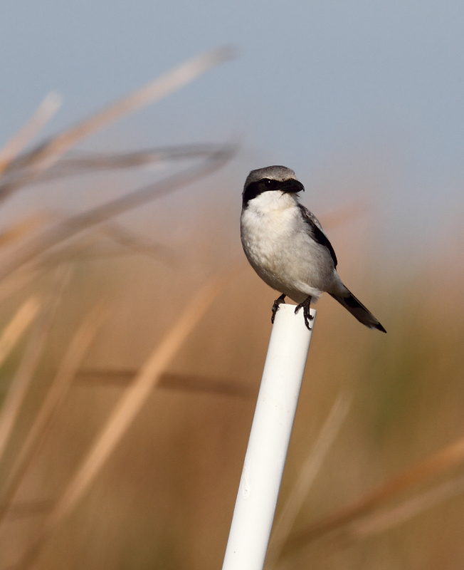 A Loggerhead Shrike hunts along a roadside in the Everglades. My friend Adam Kent watched one impale a Blue-headed Vireo before our trip south. Photo by Bill Hubick.