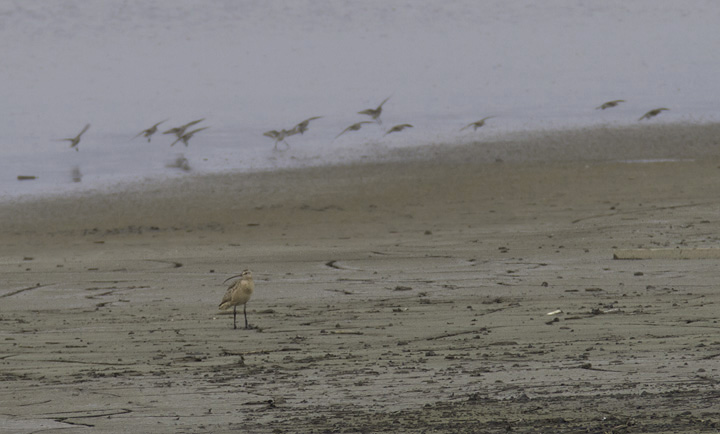 Documentation photos of an astounding find by Stan Arnold and Ed Carlson - a LONG-BILLED CURLEW at Swan Creek in northern Anne Arundel Co., Maryland (5/23/2011). Pending acceptance, this would be only the fifth accepted record of this species in Maryland. Congratulations, Stan and Ed!  <a href='http://bna.birds.cornell.edu/bna/species/628/galleries/figures/figure-1/image_popup_view' class='text' target='_blank'>Range Map</a> Photo by Bill Hubick.