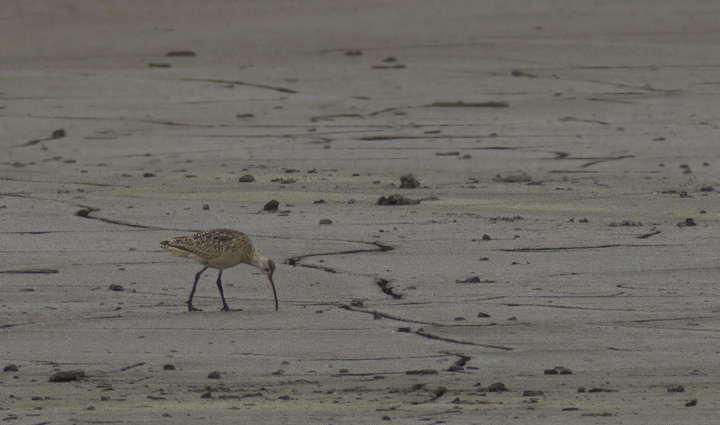 Documentation photos of an astounding find by Stan Arnold and Ed Carlson - a LONG-BILLED CURLEW at Swan Creek in northern Anne Arundel Co., Maryland (5/23/2011). Pending acceptance, this would be only the fifth accepted record of this species in Maryland. Congratulations, Stan and Ed!  <a href='http://bna.birds.cornell.edu/bna/species/628/galleries/figures/figure-1/image_popup_view' class='text' target='_blank'>Range Map</a> Photo by Bill Hubick.