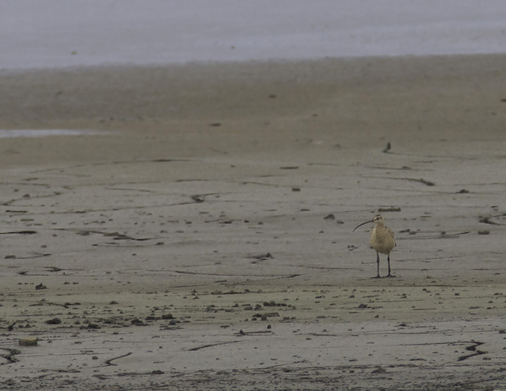 Documentation photos of an astounding find by Stan Arnold and Ed Carlson - a LONG-BILLED CURLEW at Swan Creek in northern Anne Arundel Co., Maryland (5/23/2011). Pending acceptance, this would be only the fifth accepted record of this species in Maryland. Congratulations, Stan and Ed!  <a href='http://bna.birds.cornell.edu/bna/species/628/galleries/figures/figure-1/image_popup_view' class='text' target='_blank'>Range Map</a> Photo by Bill Hubick.