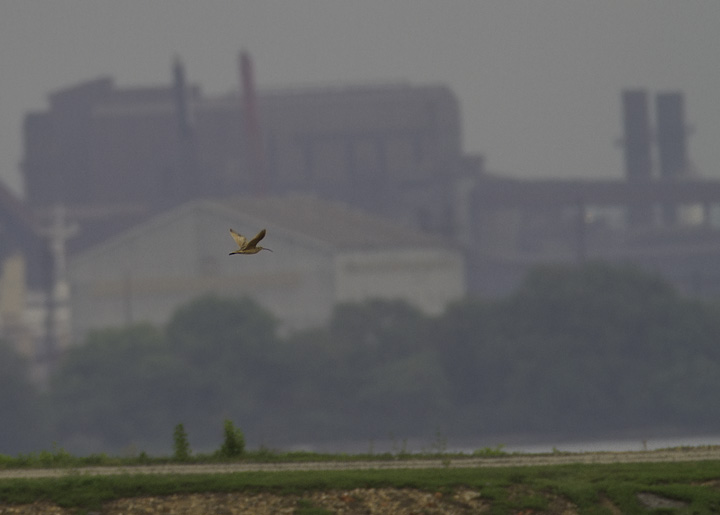 Documentation photos of an astounding find by Stan Arnold and Ed Carlson - a LONG-BILLED CURLEW at Swan Creek in northern Anne Arundel Co., Maryland (5/23/2011). Pending acceptance, this would be only the fifth accepted record of this species in Maryland. Congratulations, Stan and Ed!  <a href='http://bna.birds.cornell.edu/bna/species/628/galleries/figures/figure-1/image_popup_view' class='text' target='_blank'>Range Map</a> Photo by Bill Hubick.