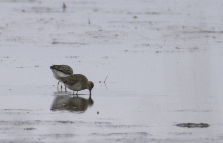 A documentation shot of a Long-billed Dowitcher found at Tanyard Marsh, Caroline Co., Maryland (3/27/2011). Photo by Bill Hubick.