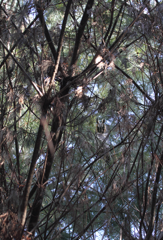 A Long-eared Owl in Maryland. Photo by Bill Hubick.