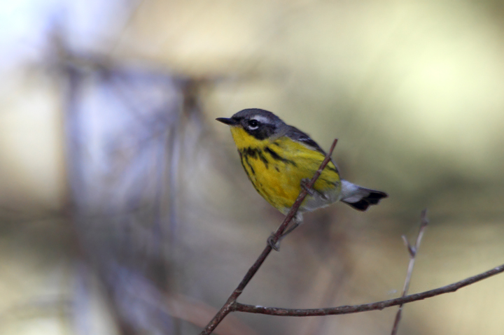 A Magnolia Warbler on Assateague Island, Maryland (5/14/2010). Photo by Bill Hubick.