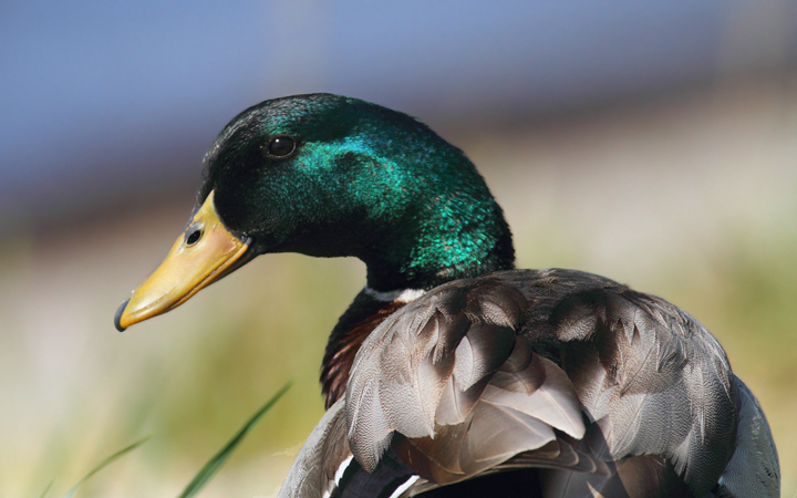 A pair of Mallards along the Choptank River in Caroline Co., Maryland (4/9/2010). Photo by Bill Hubick.