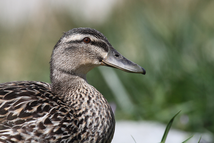 A pair of Mallards along the Choptank River in Caroline Co., Maryland (4/9/2010). Photo by Bill Hubick.