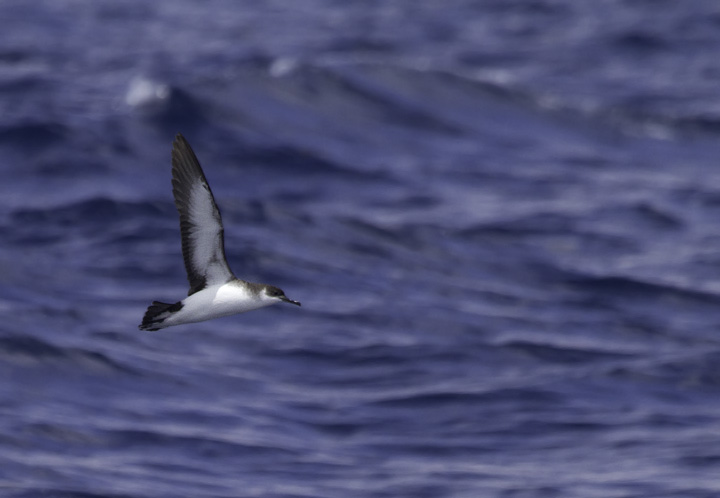 A Manx Shearwater is spotted in an area rich in <em>Sargassum</em> off Cape Hatteras, North Carolina (5/29/2011). Photo by Bill Hubick.