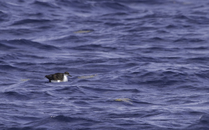 A Manx Shearwater is spotted in an area rich in <em>Sargassum</em> off Cape Hatteras, North Carolina (5/29/2011). Photo by Bill Hubick.