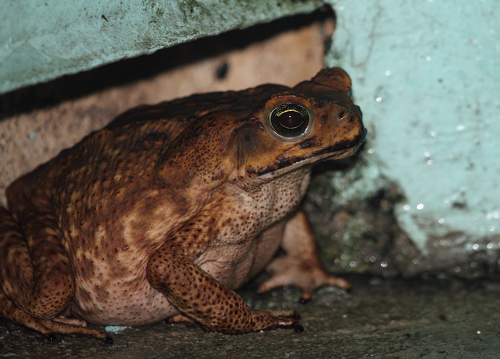 The enormous Marine Toad (aka Cane Toad) was common around Gamboa, Panama (August 2010). My friend Tom Feild poses for scale in one of our nightly walks. Photo by Bill Hubick.