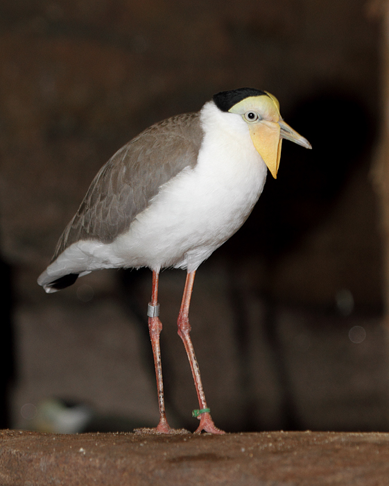 Masked Lapwing - Australia exhibit at the National Aquarium (12/31/2009). Photo by Bill Hubick.