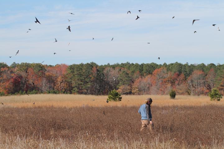 Matt Tillett and hundreds of Tree Swallows search a coastal Maryland field (11/14/2010). Photo by Bill Hubick.
