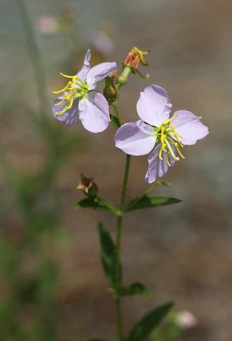 Meadow Beauty blooming in Caroline Co., Maryland (6/26/2010). Photo by Bill Hubick.