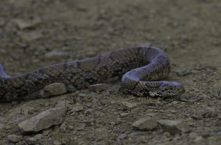 An Eastern Milk Snake in Allegany Co., Maryland (5/21/2011). This was only my second encounter with the species. Photo by Bill Hubick.