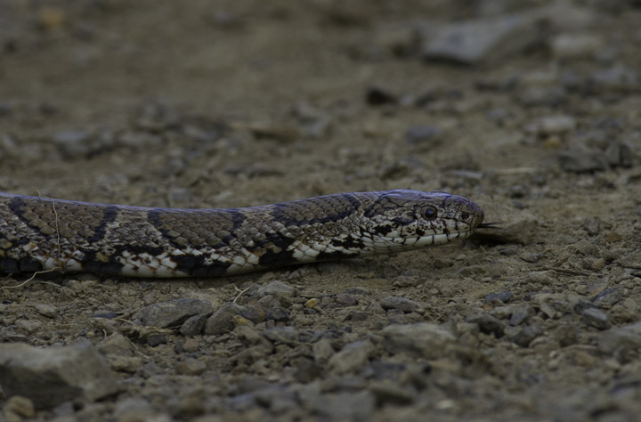 An Eastern Milk Snake in Allegany Co., Maryland (5/21/2011). This was only my second encounter with the species. Photo by Bill Hubick.