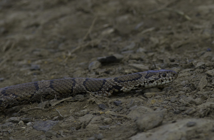 An Eastern Milk Snake in Allegany Co., Maryland (5/21/2011). This was only my second encounter with the species. Photo by Bill Hubick.