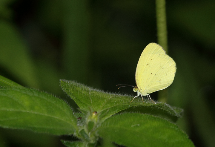 A Mimosa Yellow near El Valle, Panama (7/11/2010). Photo by Bill Hubick.