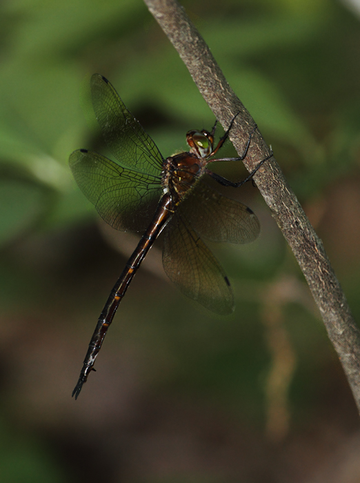 A Mocha Emerald found during an IBA bird blitz in Millington WMA, Kent Co., Maryland (6/26/2010). Photo by Bill Hubick.