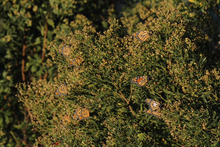 Monarchs were abundant at Point Lookout SP on 10/2/2010. Hundreds covered sections of water bushes and pines, seeking shelter from the strong winds during the height of their southerly migration. One individual featured a wing tag from <a href='http://www.monarchwatch.org/' class='text' target='_blank'>Monarch Watch</a> out of Kansas University. I submitted a report for this individual, NBC786  Photo by Bill Hubick.