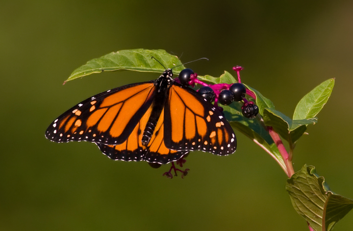 A Monarch suns on Common Pokeweed in the morning sun. (Eastern Neck NWR, Kent Co., Maryland, 10/1/2009)