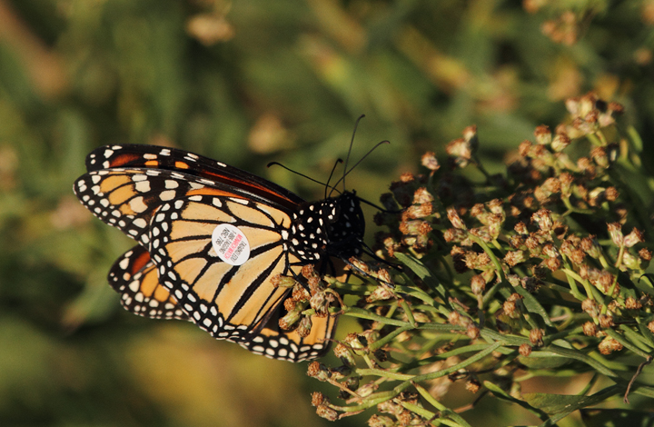 Monarchs were abundant at Point Lookout SP on 10/2/2010. Hundreds covered sections of water bushes and pines, seeking shelter from the strong winds during the height of their southerly migration. One individual featured a wing tag from <a href='http://www.monarchwatch.org/' class='text' target='_blank'>Monarch Watch</a> out of Kansas University. I submitted a report for this individual, NBC786  Photo by Bill Hubick.