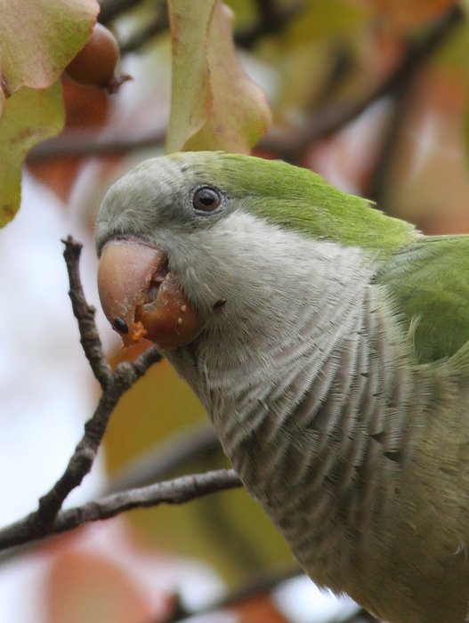 Three Monk Parakeets building a nest in Laurel, Prince George's Co., Maryland (11/3/2010). Photo by Bill Hubick.