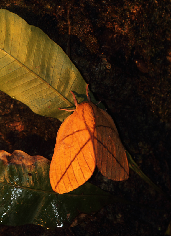 A large and attractive moth near El Valle, Panama (7/12/2010). Photo by Bill Hubick.