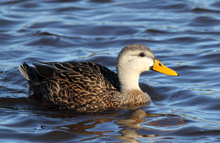 The large number of Mottled Ducks was a pleasant surprise at Green Cay Wetlands, Florida (2/26/2010). Photo by Bill Hubick.