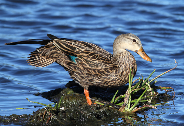 The large number of Mottled Ducks was a pleasant surprise at Green Cay Wetlands, Florida (2/26/2010). Photo by Bill Hubick.