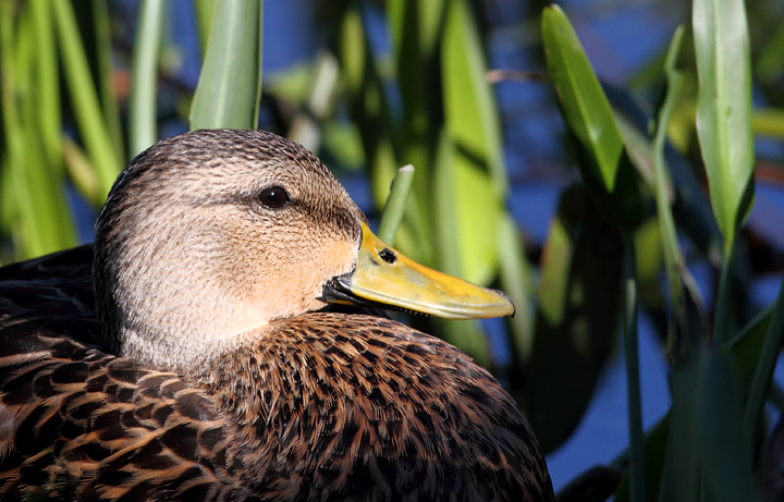 The large number of Mottled Ducks was a pleasant surprise at Green Cay Wetlands, Florida (2/26/2010). Photo by Bill Hubick.