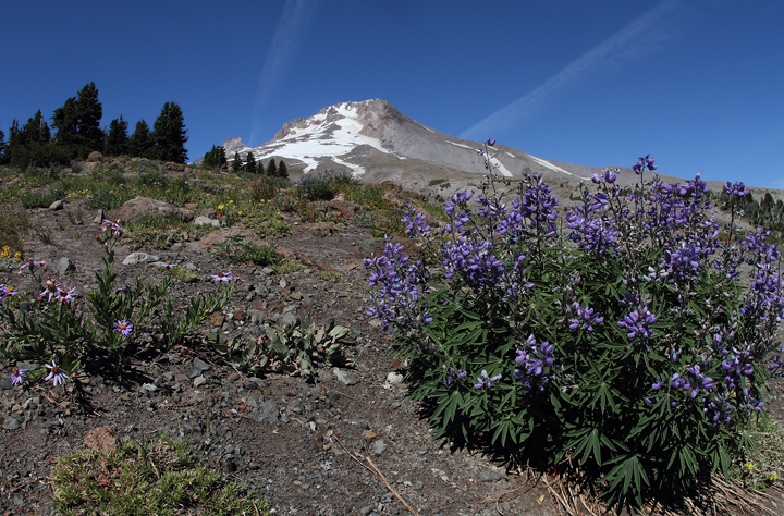 Mount Hood near the timberline (9/2/2010). Photo by Bill Hubick.